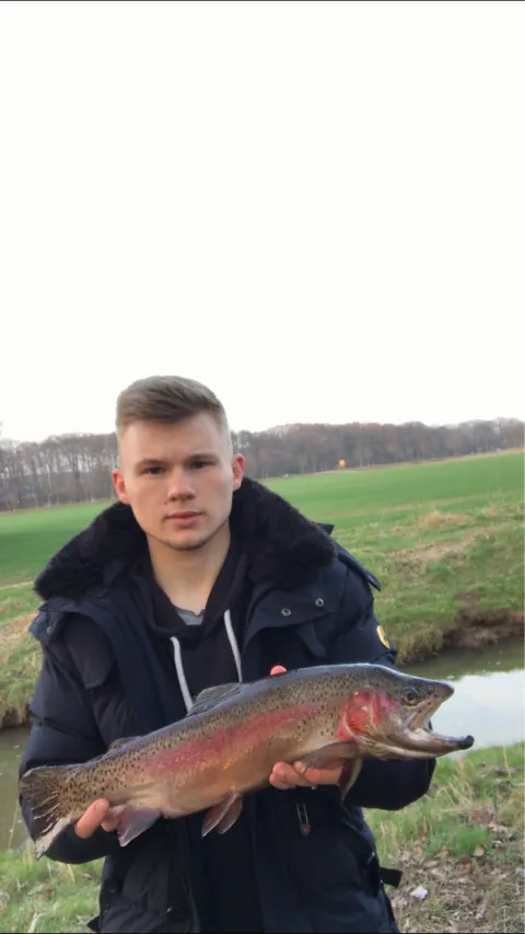 Regenbogenforelle