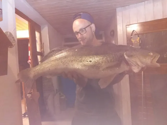 Zander