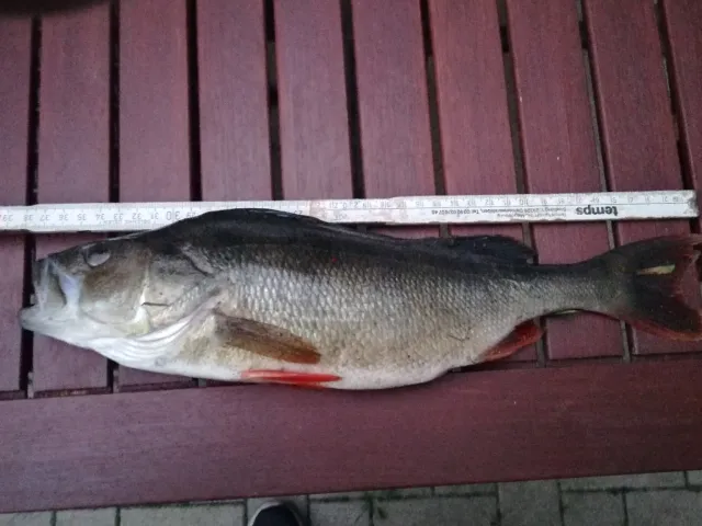 Flussbarsch