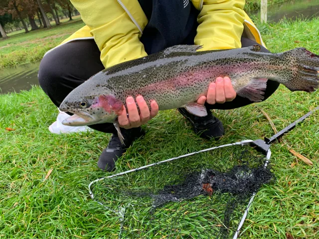 Regenbogenforelle
