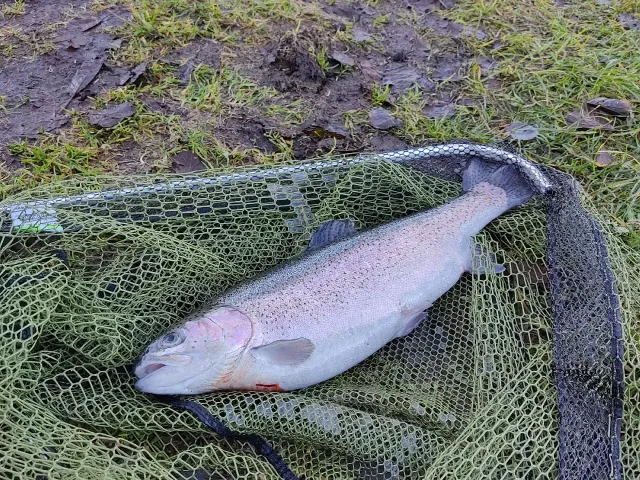 Regenbogenforelle