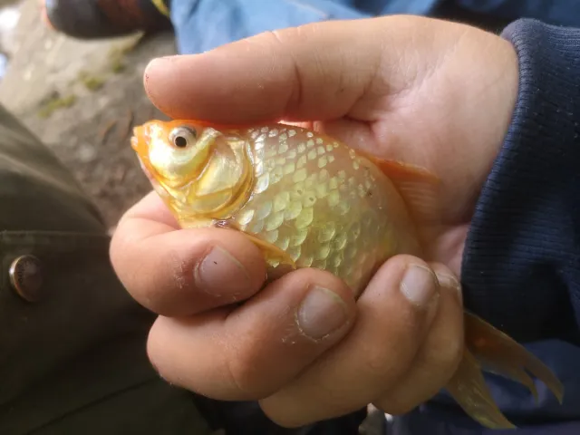 Karausche
