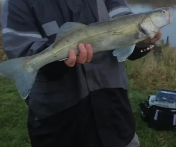 Zander