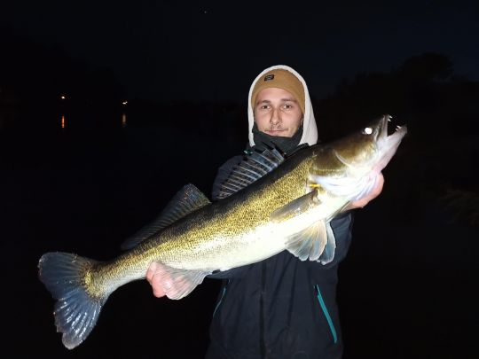 Zander