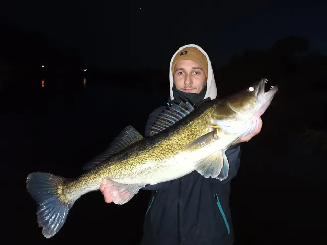 Zander