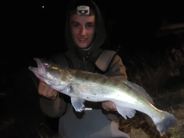 Zander