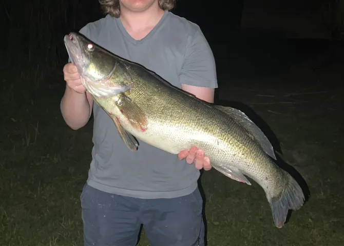 Zander