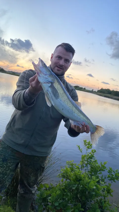 Zander
