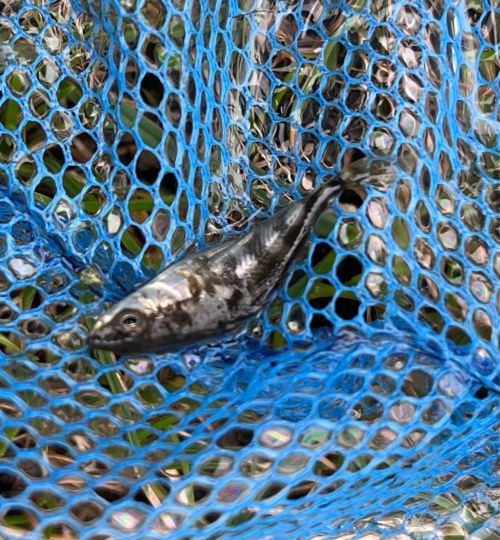 Dreistachliger Stichling