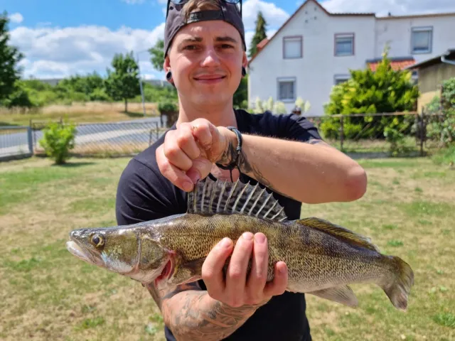 Zander