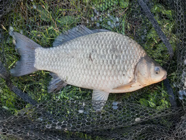 Giebel