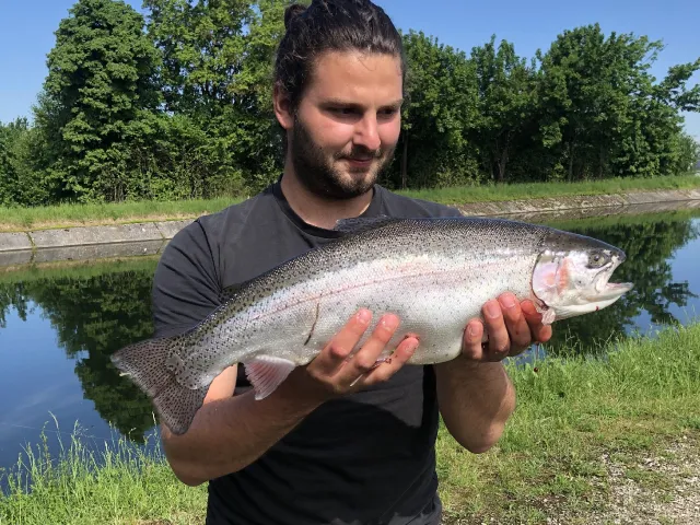 Regenbogenforelle
