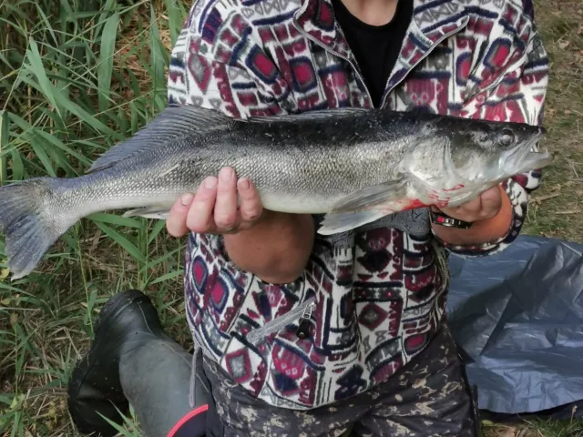 Zander