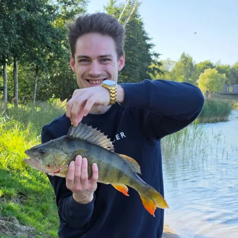 Flussbarsch