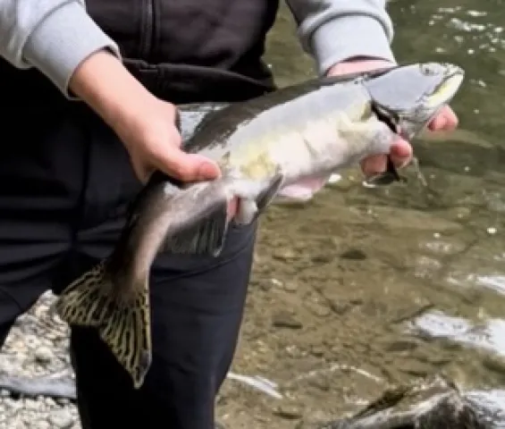 Lachs