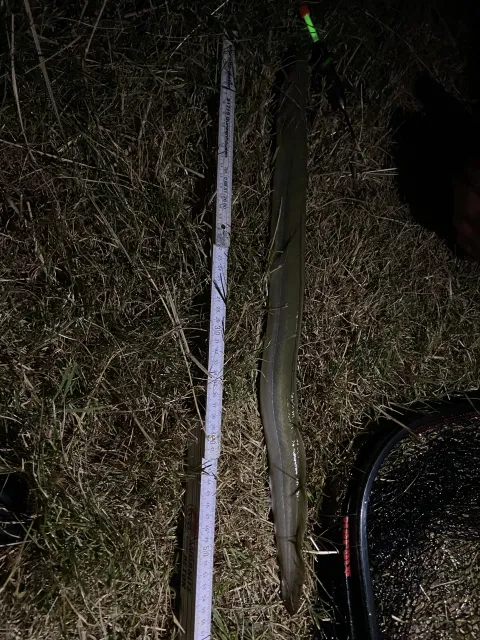 Aal