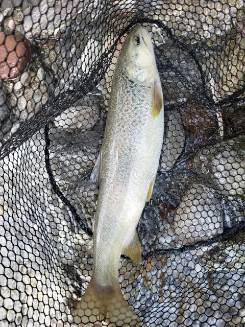 Marmorataforelle
