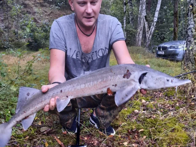 Stör