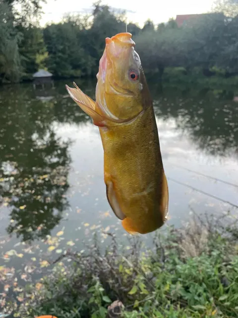 Schleie