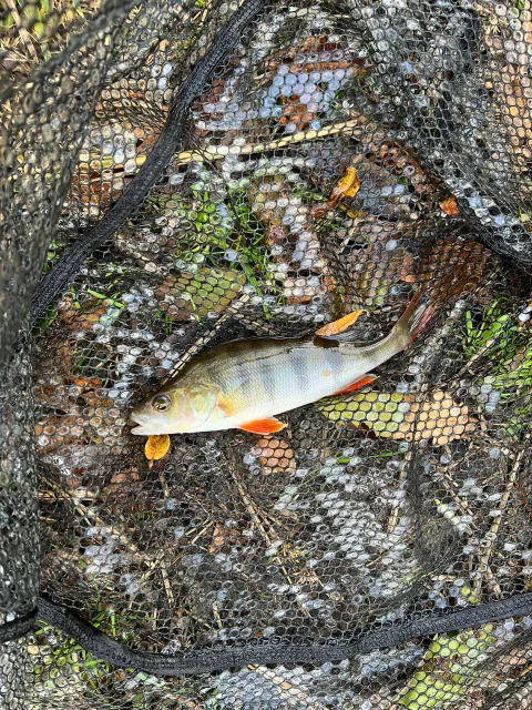 Flussbarsch