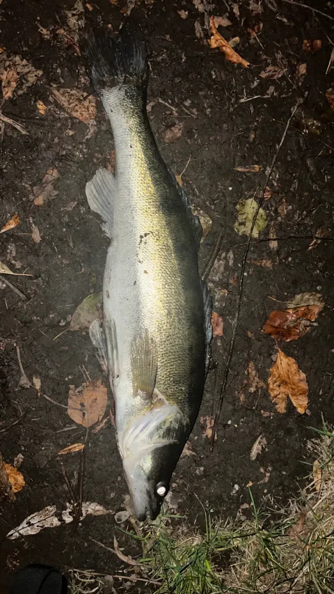 Zander