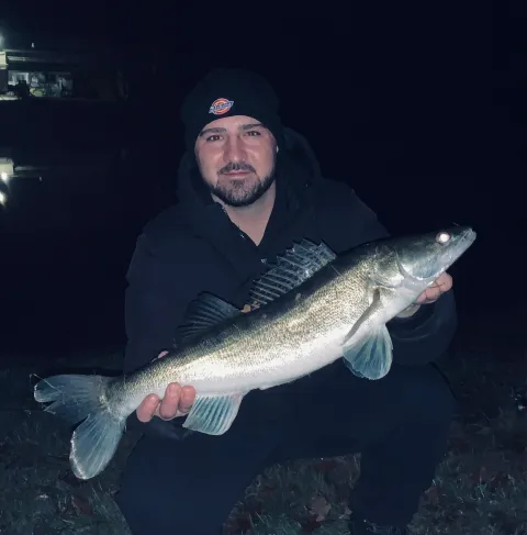 Zander