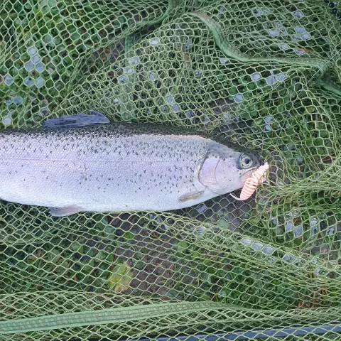 Regenbogenforelle