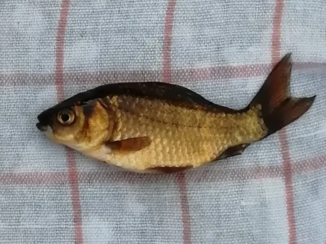 Karausche