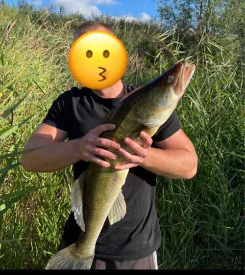 Zander