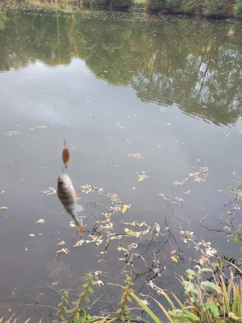 Flussbarsch