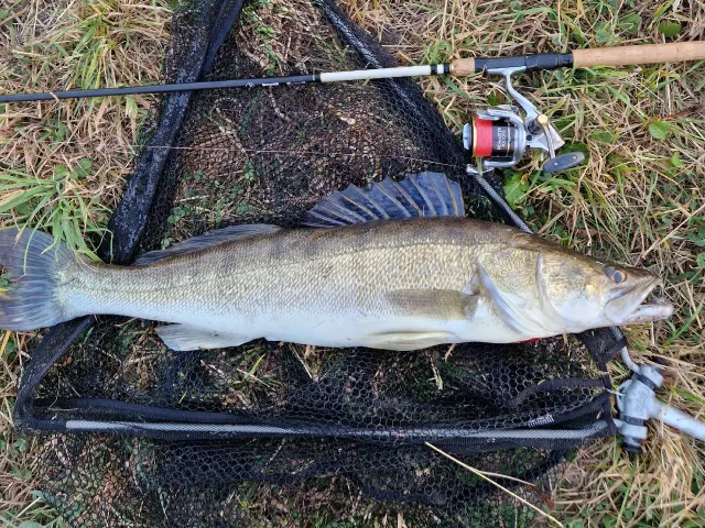 Zander