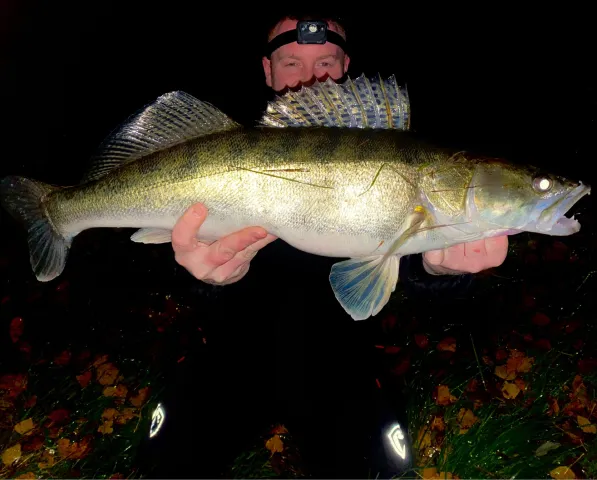 Zander