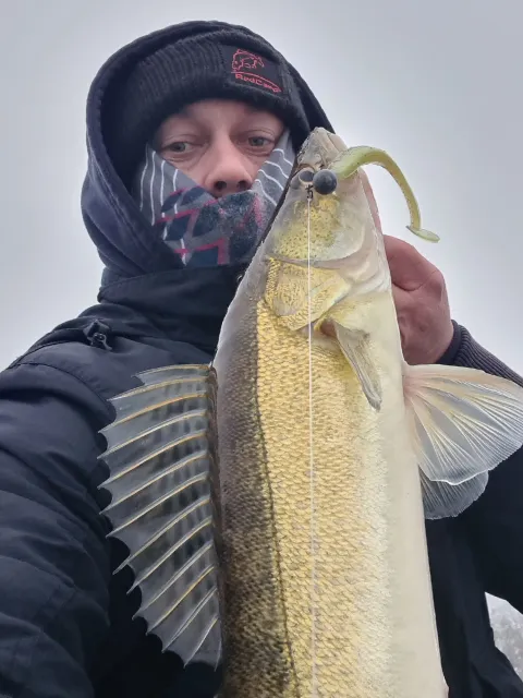 Zander
