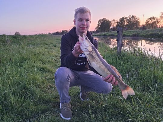 Zander