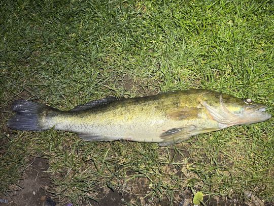 Zander