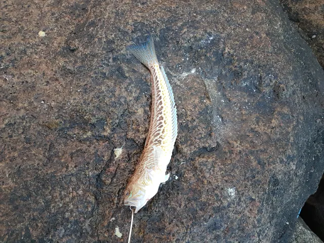 Petermännchen