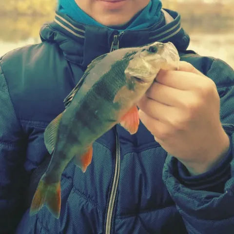 Flussbarsch