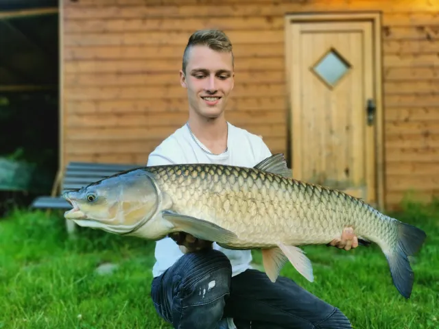 Graskarpfen
