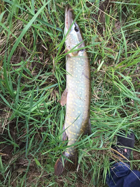 Hecht