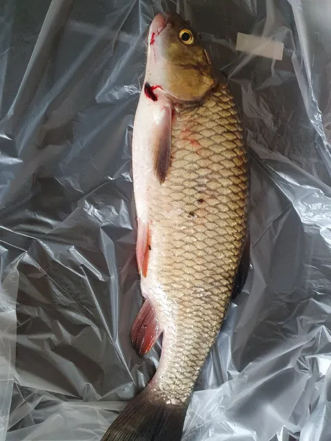 Döbel