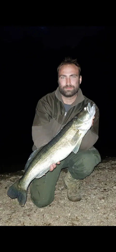 Zander
