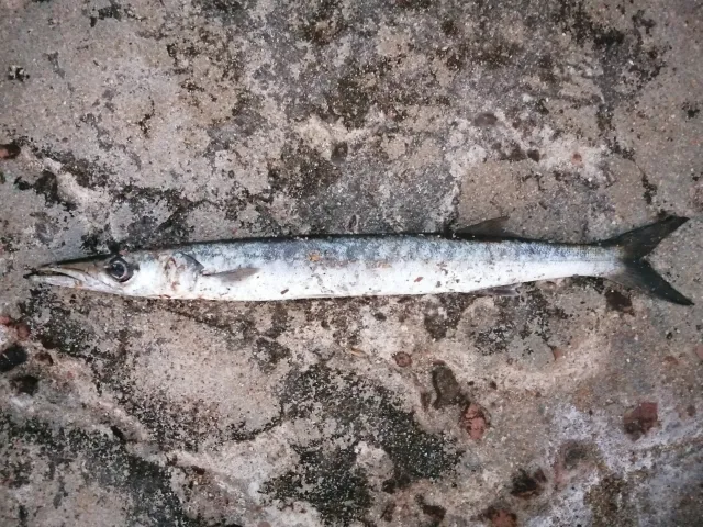Barrakuda