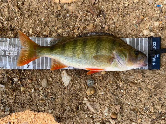 Flussbarsch