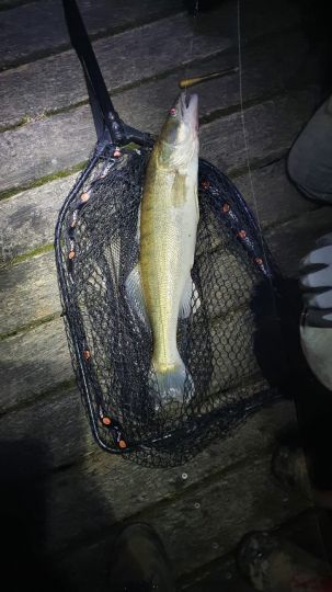 Zander