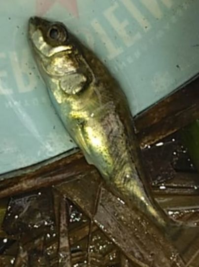 Dreistachliger Stichling