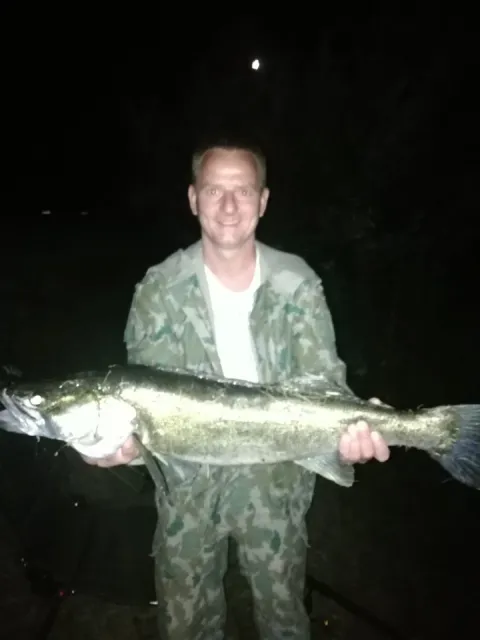 Zander