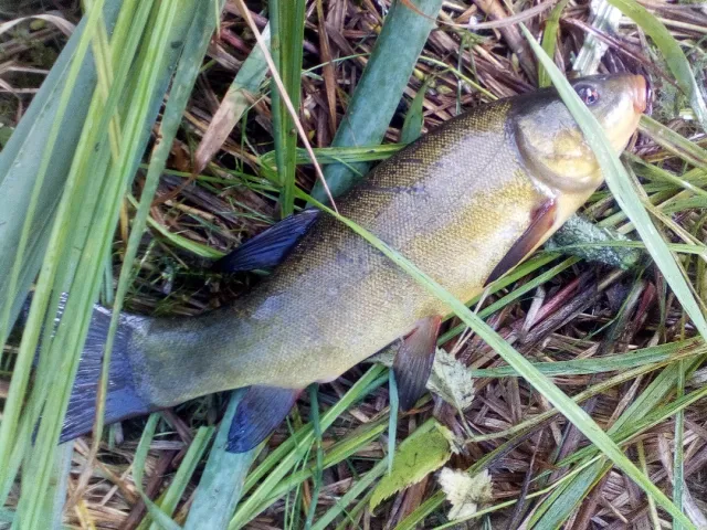 Schleie