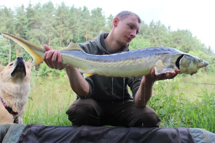 Stör
