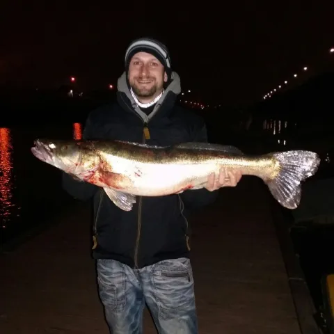 Zander
