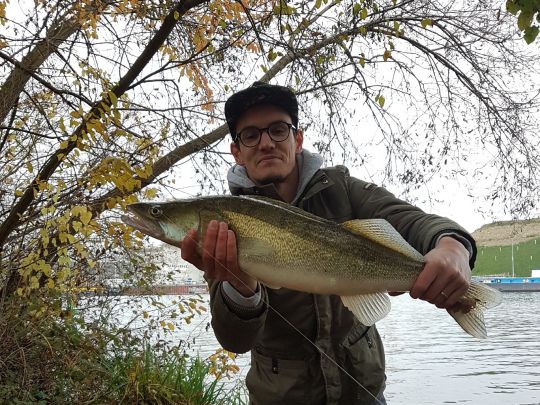 Zander